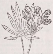Hellebore