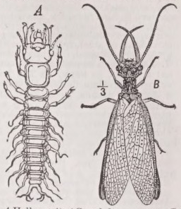 Hellgramite