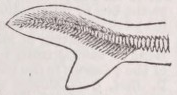 Heterocercal