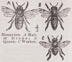 Honeybee