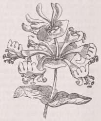 Honeysuckle