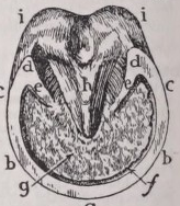 Hoof