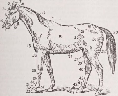 Horse