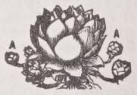 Houseleek