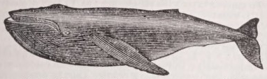 Humpback