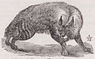 Hyena