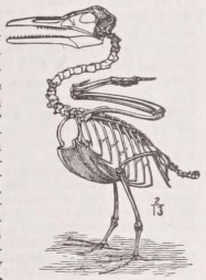 Ichthyornis