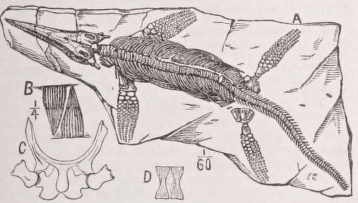 Ichthyosauria