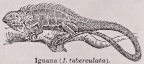 Iguana