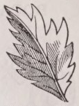 Incised