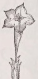 Infundibuliform