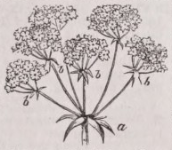 Involucre