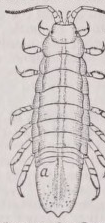 Isopoda