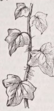 Ivy