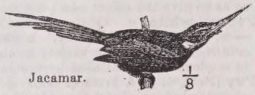 Jacamar
