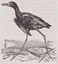 Jacana