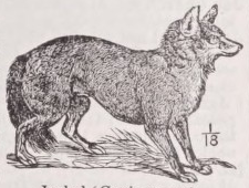 Jackal