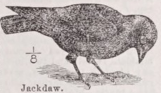 Jackdaw