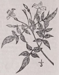 Jasmine