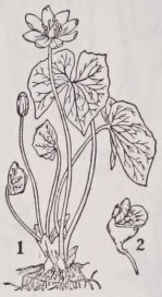 Jeffersonia