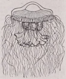 Jellyfish