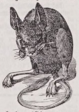 Jerboa
