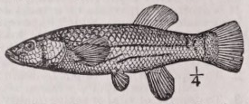 Killifish