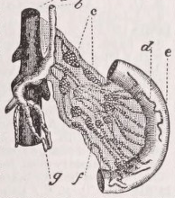 Lacteal