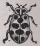 Ladybird