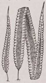 Laminaria