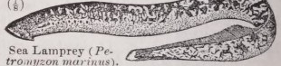 Lamprey