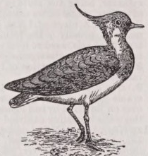 Lapwing