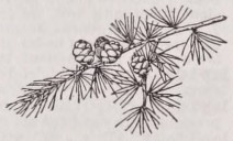 Larch