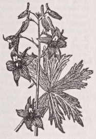 Larkspur