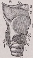 Larynx