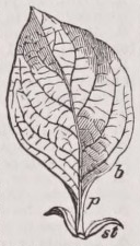 Leaf