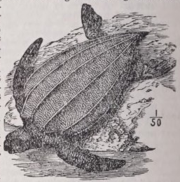 Leatherback