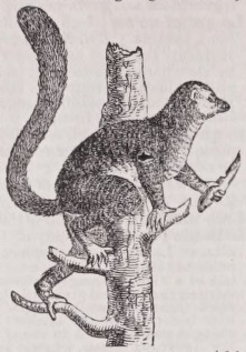 Lemur