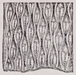Lepidodendron