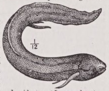 Lepidosiren