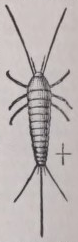 Lepisma