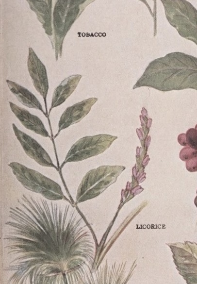 Licorice