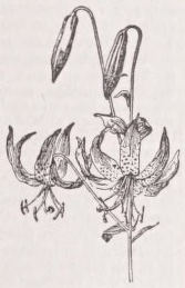 Lily