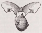 Limacina