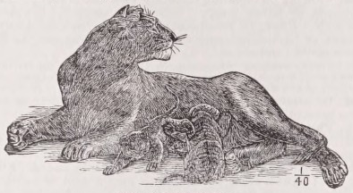 Lioness