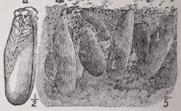 Lithodomus