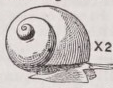 Littorina