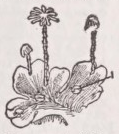 Liverwort