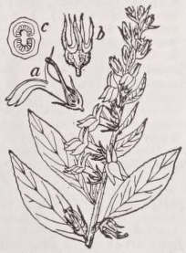 Lobelia