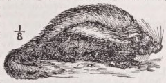 Lophiomys